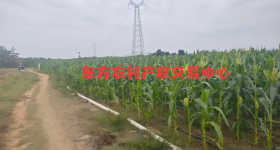 海南省直辖县东方市感城镇陀烈村村集体地块一19.14亩集体土地发包