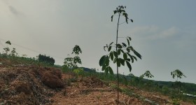 海南省直辖县白沙黎族自治县海胶集团龙江分公司珠碧江3队277.54亩胶园林下农业土地出租