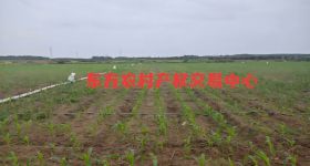 海南省直辖县东方市感城镇陀烈村（老吴村西边）地块21.02亩集体土地发包