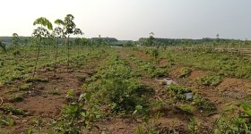 海南省直辖县白沙黎族自治县海胶集团龙江分公司珠碧江9队305.92亩胶园林下农业土地出租