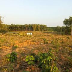 海南省直辖县白沙黎族自治县白沙黎族自治县七坊镇照明村民委员会牙域村119.95亩集体土地出租