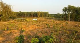 海南省直辖县白沙黎族自治县白沙黎族自治县七坊镇照明村民委员会牙域村119.95亩集体土地出租