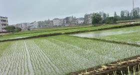 丰城市石滩镇徐洲村委会水田