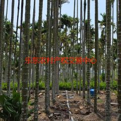 省直辖县乐东黎族自治县抱由镇向阳村剪雅坡地块24.92亩集体地流转