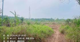 海南儋州市海南农垦八一总场有限公司糖厂百果园种植地67.17亩农用地出租