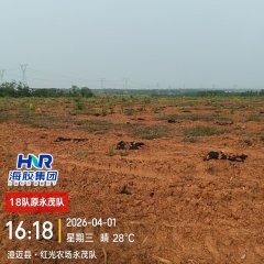 海南省直辖县澄迈县福山镇红光分公司18队（永茂队）433.96亩胶园林下土地出租