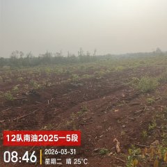 海南省直辖县澄迈县福山镇红光分公司12队（南油队、文武队）共174.7亩胶园林下土地出租