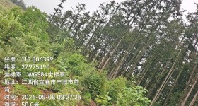 丰城市洛市镇庄田村委会集体山林林木