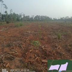 海南省直辖县澄迈县澄迈县福山镇红光分公司22队（东潮队）二标71.28亩胶园林下土地出租