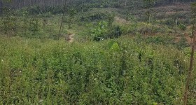 海南儋州市海胶集团西联分公司蓝洋片区3队19.08亩胶园林下农业土地出租