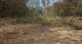 海南儋州市海胶集团西联分公司蓝洋片区3队8.03亩胶园林下农业土地出租
