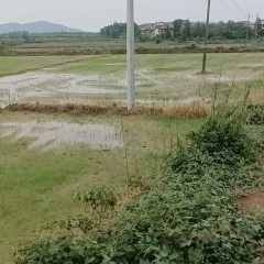 丰城市筱塘乡苏坊村委会水田