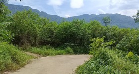 海南省直辖县白沙黎族自治县白沙黎族自治县七坊镇高地村委会南车山坡96亩集体土地出租