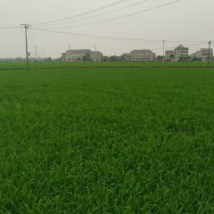 丰城市筱塘乡苏坊村委会水田