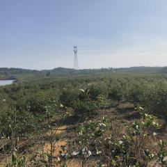 高安市大城镇青洲村委会塘家垄地