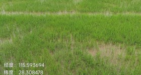 丰城市湖塘乡燕山村委会水田