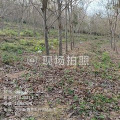 海南省直辖县万宁市海胶东兴分公司水牛队39.8亩橡胶开割胶园林下土地出租