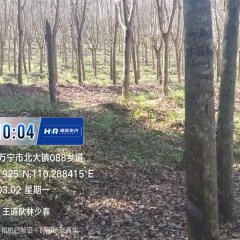 海南省直辖县万宁市海胶东兴分公司王道队67.4亩橡胶开割胶园林下土地出租