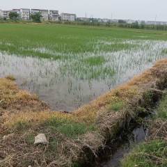 丰城市筱塘乡苏坊村委会水田