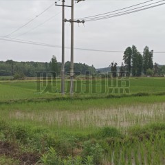 丰城市杜市镇徐家村委会水田