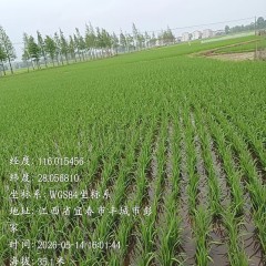 丰城市杜市镇徐家村委会水田