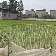 丰城市杜市镇徐家村委会水田