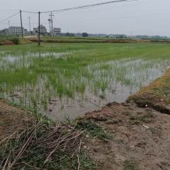 丰城市筱塘乡苏坊村委会水田