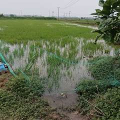 丰城市筱塘乡苏坊村委会水田