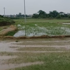 丰城市筱塘乡苏坊村委会水田