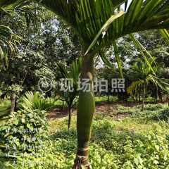 海南省直辖县屯昌县海胶集团中坤分公司中坤14队槟榔53.8亩对外承包经营项目