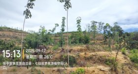 海南省直辖县保亭黎族苗族自治县海胶集团金江分公司新星片区8队451.7亩林下土地出租