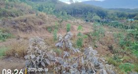 海南省直辖县保亭黎族苗族自治县海胶集团金江分公司新星片区2队185.9亩林下土地出租