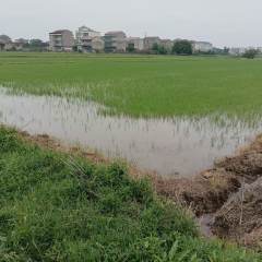 丰城市筱塘乡苏坊村委会水田