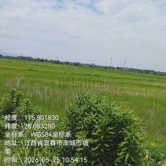 丰城市孙渡街道茅园村委会水田