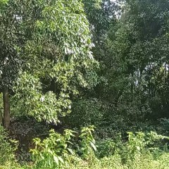 高安市石脑镇菜田村委会菜田岗组蔡家山、卢家山湿地松、荷木转让