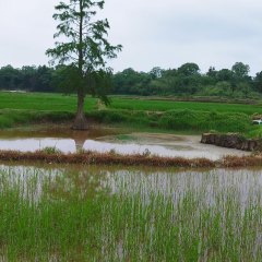 丰城市石滩镇湖山村委会水田