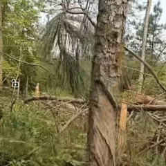 高安市杨圩镇鲁家村委会简家松木林转让