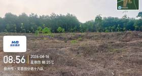 海南省直辖县白沙黎族自治县海胶邦溪分公司241亩胶园林下农业土地出租