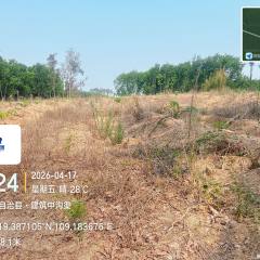 海南省直辖县白沙黎族自治县海胶邦溪分公司105.5亩胶园林下农业土地出租