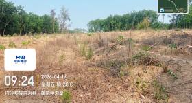 海南省直辖县白沙黎族自治县海胶邦溪分公司105.5亩胶园林下农业土地出租
