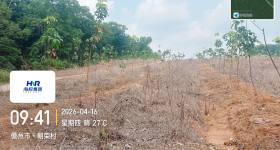 海南省直辖县白沙黎族自治县海胶邦溪分公司149亩胶园林下农业土地出租