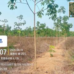 海南省直辖县白沙黎族自治县海胶邦溪分公司265.7亩胶园林下农业土地出租