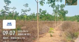 海南省直辖县白沙黎族自治县海胶邦溪分公司265.7亩胶园林下农业土地出租