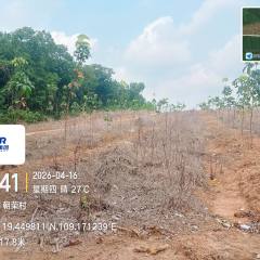 海南省直辖县白沙黎族自治县海胶邦溪分公司160亩胶园林下农业土地出租