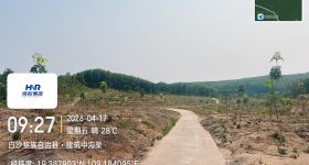 海南省直辖县白沙黎族自治县海胶邦溪分公司317.7亩胶园林下农业土地出租
