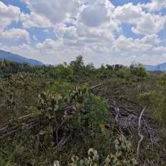 省直辖县屯昌县屯城镇龙水村第七组11亩林地出租