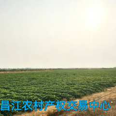 昌江黎族自治县昌化镇耐村村委会昌化江南岸河床沙地145亩集体地出租