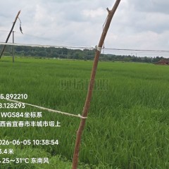 丰城市张巷镇塅上村委会水田