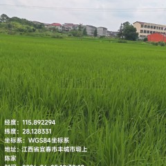 丰城市张巷镇塅上村委会水田
