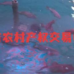 海南省直辖县东方市海南牧海水产养殖科技有限公司10万斤鲜活东星斑出售
